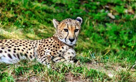 Gepard Stock Photos