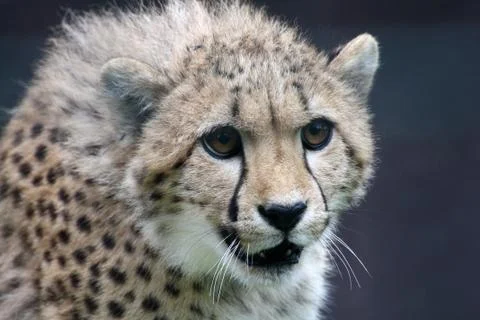 Gepard Stock Photos