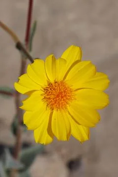 GERAEA CANESCENS BLOOM Stock Photos