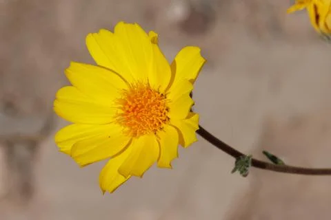 GERAEA CANESCENS BLOOM Stock Photos