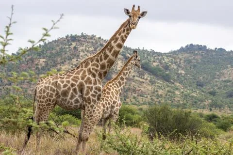Geraffe looking at the camera Stock Photos
