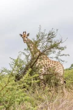 Geraffe standing behing a tree Stock Photos