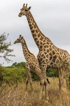 Geraffe standing in the field Stock Photos