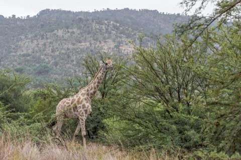 Geraffe walking inbetween the green trees Foto stock