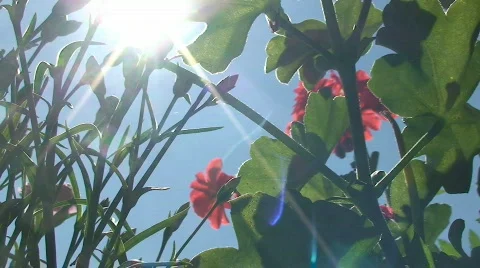 Geranium 2 Видео 801638