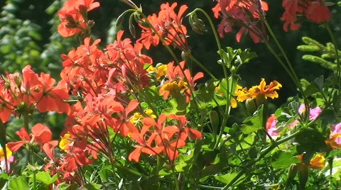Geranium 3 Stock Footage 801722