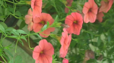 Geranium 4 Stock Footage 801757