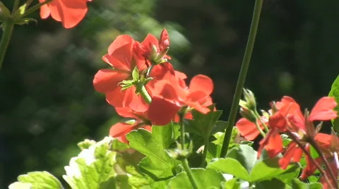 Geranium 5 Stock Footage 801804