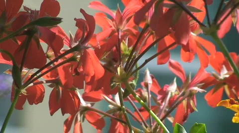 Geranium 6 Видео 801825