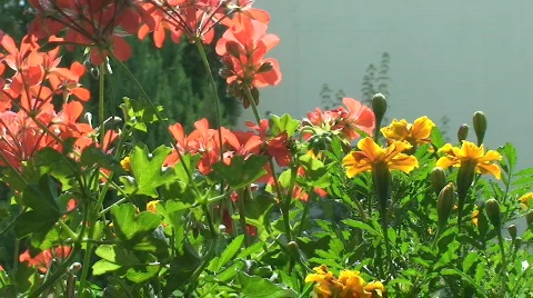 Geranium 7 Stock Footage 801848