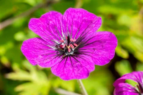 Geranium 'Anne Thomson' Фото