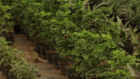 GERANIUM ARALIA PLANT Stock Footage 306693411