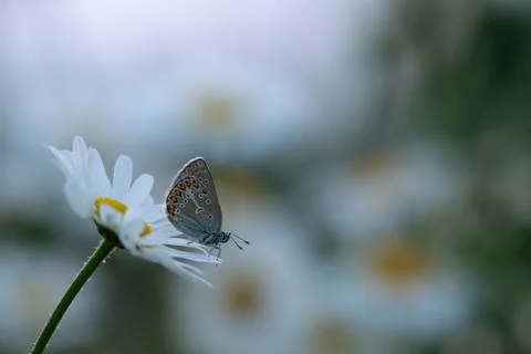 Geranium argus, Eumedonia eumedon resting on oxeye daisy Stock Photos