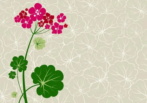 Geranium background Stock Illustration