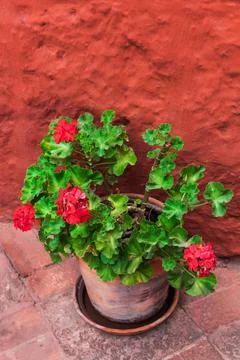 Geranium on background of orange wall Stock Photos