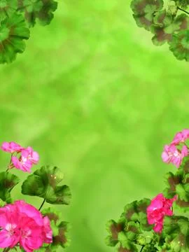 Geranium background red pink summer garden plant decoration Stock Photos