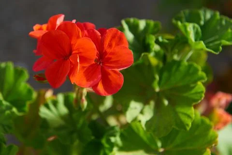 A geranium in bloom Stock Photos