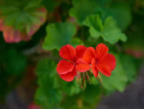 A geranium in bloom Stock Photos
