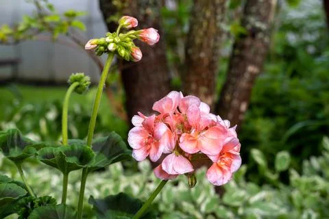 Geranium blooms in the garden. Stock Photos