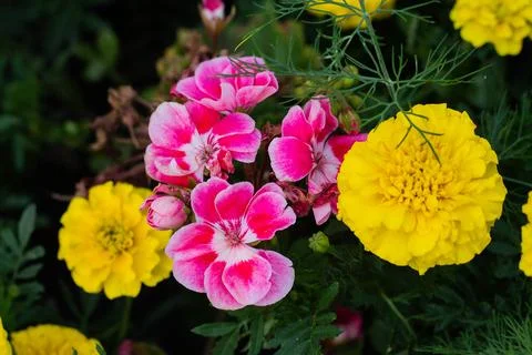 Geranium blooms in the garden Stock Photos