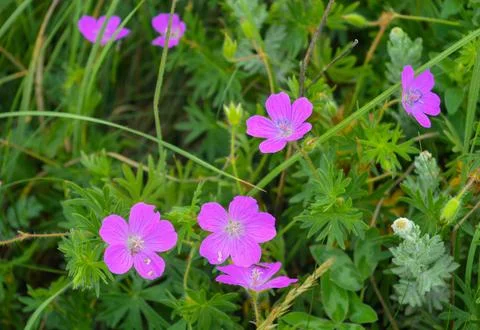 Geranium blooms in the mountains, close-up flower, beautiful mountain flowers Stock Photos