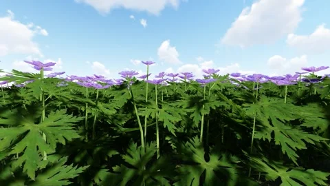 Geranium Blue flower 動画素材 340414413