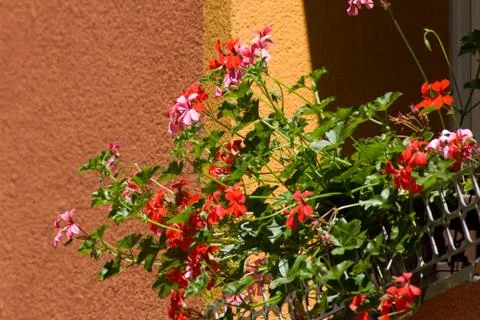 Geranium in a box on the window. Stock Photos