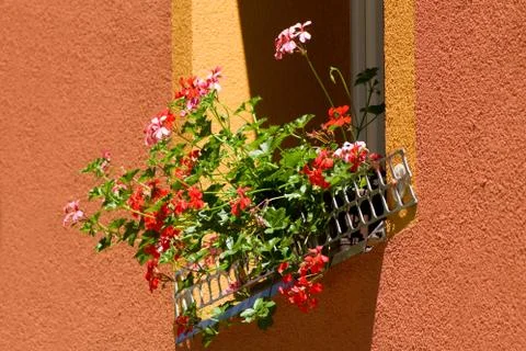 Geranium in a box on the window. Stock Photos