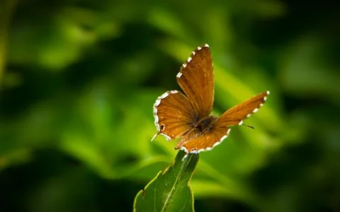 Geranium Bronze Butterfly macro Stock Photos