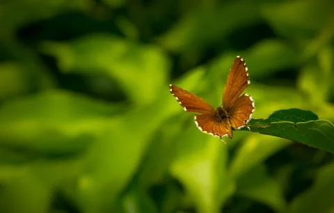 Geranium Bronze Butterfly macro Stock Photos