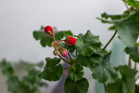 Geranium bud against background of its green leaves Stock Photos