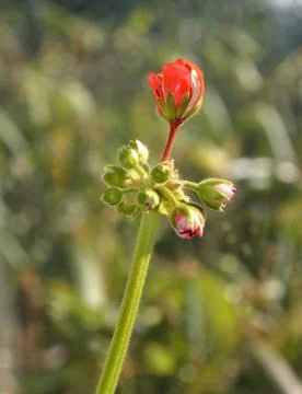 Geranium bud Stock Photos