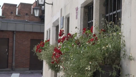 Geranium on the church Stock Footage 95077541