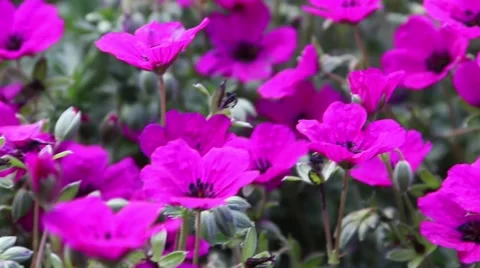 Geranium cinereum Stock Footage 51347441