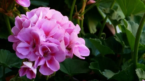 Geranium close up Stock Footage 109694779