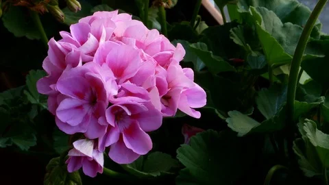 Geranium close up Stock Footage 109694782