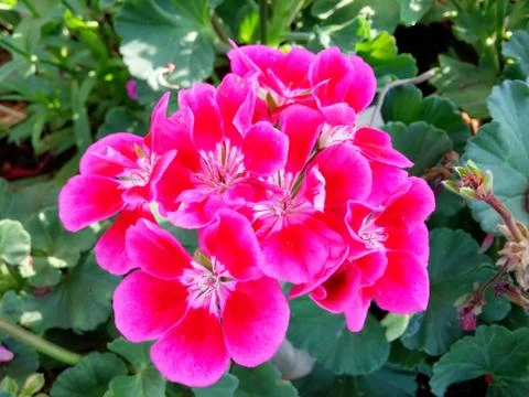 Geranium closed up with blurred background Stock Photos