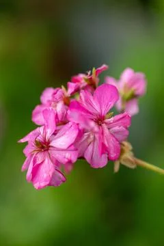 Geranium Delight Stock Photos