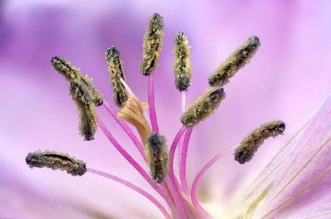 Geranium detail Foto stock