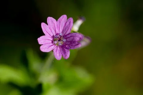 Geranium dissectum Wildflower in Spring Grass Foto stock