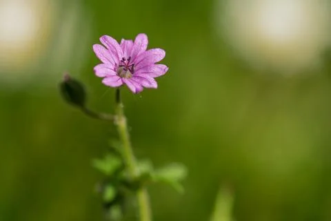 Geranium dissectum Wildflower in Spring Grass Foto stock