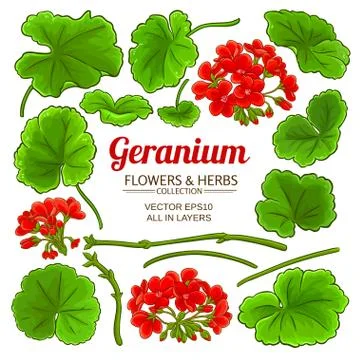 Geranium elements set Stock Illustration