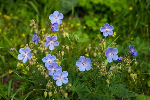 Geranium field meadow Stock Photos