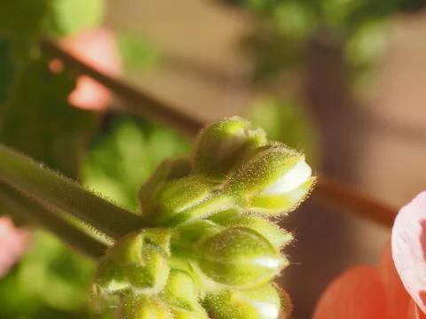 Geranium flower bud Stock Photos