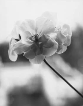 Geranium flower close-up. Stock Photos
