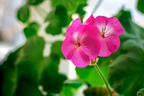 Geranium flower closeup Foto stock