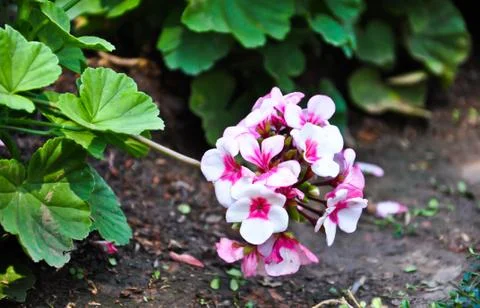 Geranium flower on the ground Stock Photos