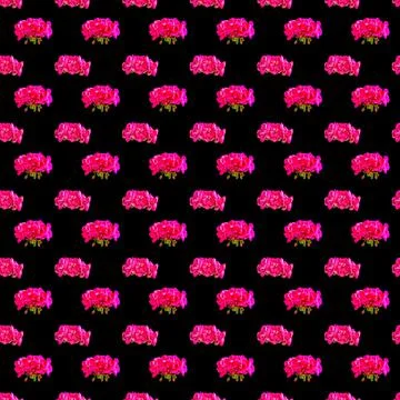 Geranium flower pattern on a black background Illustrazione stock