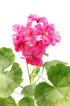 Geranium flower Foto stock