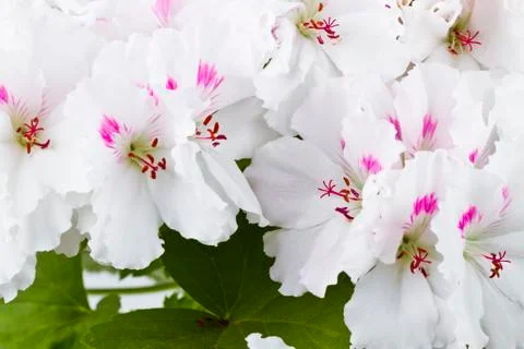 Geranium flower Stock Photos
